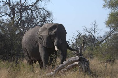 Fil (Loxodonta africana) Güney Afrika 'daki Kruger Ulusal Parkı' nda