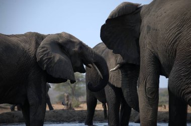 Ulusal parktaki nehir çukurunda filler