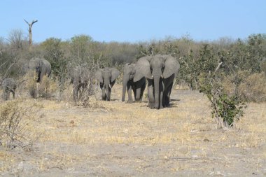 Kenya 'nın Afrika Ulusal Parkı' ndaki fil.