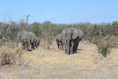 Savanadaki bir grup filin güzel bir görüntüsü.