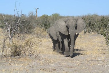 Savanadaki büyük filler