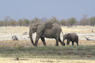 Kenya bozkırında bir fil sürüsü.