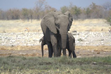 Kenya savanındaki Afrika fili