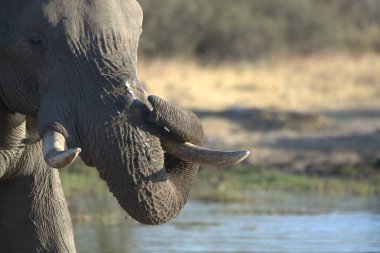 Kruger Ulusal Parkı 'nda Afrika fili