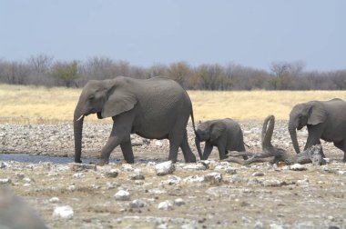 Etoşa Ulusal Parkı 'ndaki filler, Namibya