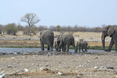 Afrika filleri Güney Afrika 'daki Kruger Ulusal Parkı' nda