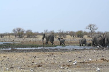 Etoşa Ulusal Parkı 'ndaki filler, Namibya