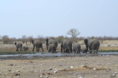 Etoşa Ulusal Parkı, Namibya, Afrika 'daki su birikintisinde bir grup fil.