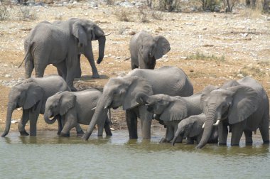 Sudaki Afrika filleri