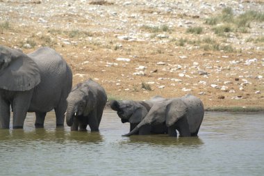 Savanadaki Afrika fili