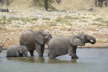 Afrika bozkırındaki filler
