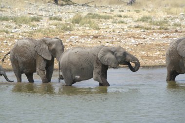 Savanada suda bir grup fil.