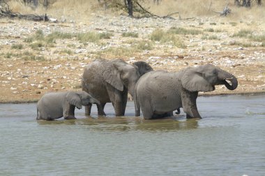 Kenya savanındaki Afrika filleri.