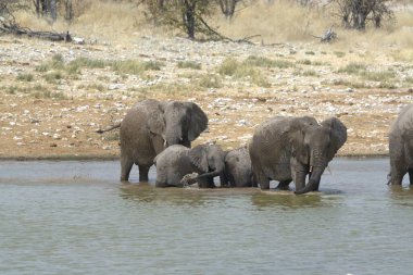 Filler içinde etkin ulusal Park'ta Namibya