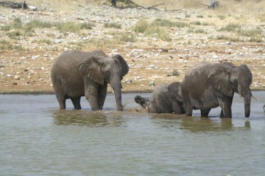Afrika fili, loxodonta africana