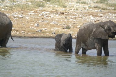 Nehir çukurunda filler