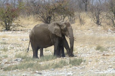 Kenya savanındaki fil