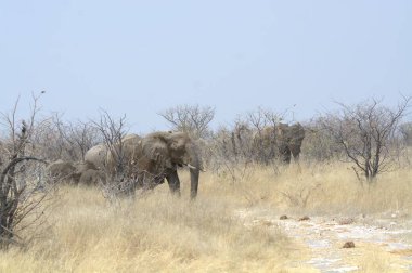 Kenya savanındaki Afrika fili