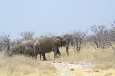 Etoşa Ulusal Parkı, Namibya 'da bir grup fil.