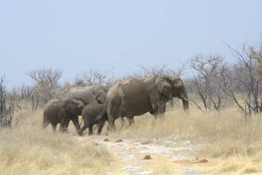Kruger Ulusal Parkı 'nda fil, Güney Afrika