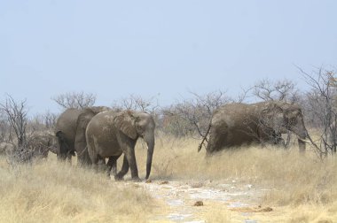 Kruger Ulusal Parkı 'ndaki fil, Güney Afrika