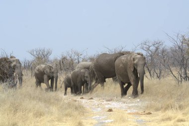 Kenya savanındaki Afrika filleri.