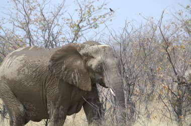 Kenya bozkırında büyük bir fil