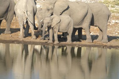 Fil ailesi içme suyu