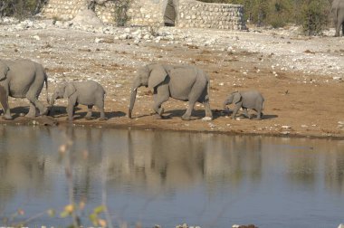 Savannah Afrika filleri