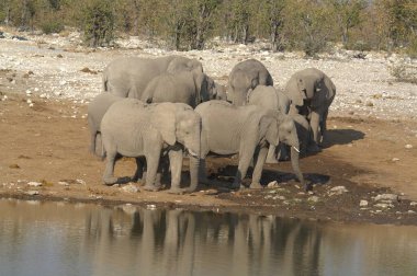 Namibya 'daki Etoşa Ulusal Parkı' ndaki filler