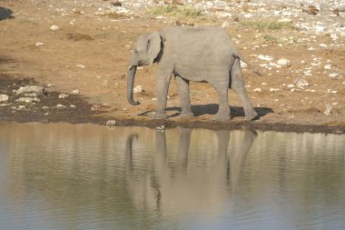 Afrika savanasındaki filler