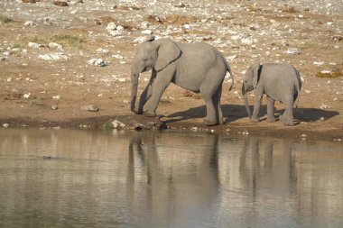 Bir filin içki içerkenki yakın çekimi.