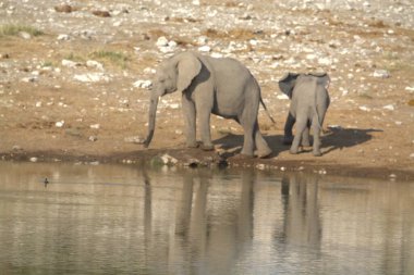 Afrika filleri, Loxodonta Africana, Etoşa Ulusal Parkı, Namibya 'da içme suyu.