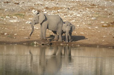 Su birikintisinde fil