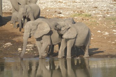 Afrika filinde su içen bir fil.