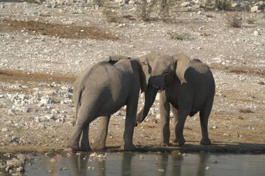 elephant at water hole in namibia