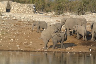 Hayvanat bahçesindeki fil