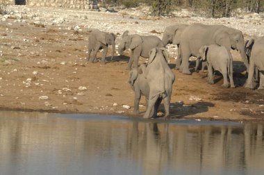 Afrika fili Kruger Ulusal Parkı, Güney Afrika