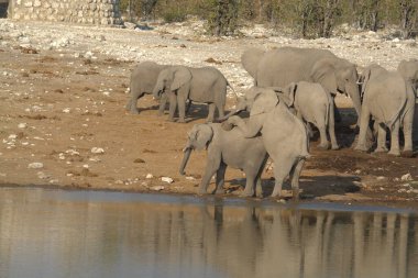 Afrika filinin fil ailesi su birikintisinde su içiyor.