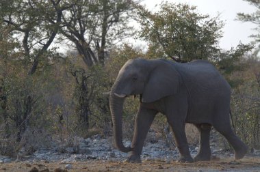 Kruger Ulusal Parkı 'ndaki büyük fil.