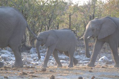 Afrika savanındaki fil.