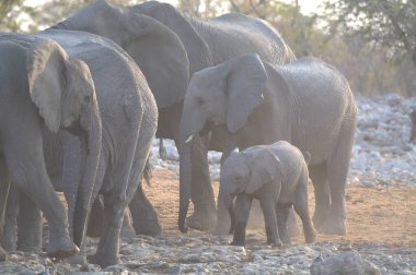etkin ulusal Park'ta fil