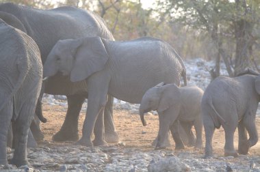 Güney Afrika 'daki Kruger Ulusal Parkı' ndaki fil.