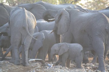 Afrika savanındaki Afrika fili.