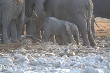Afrika fili (loxodonta africana) Botswana 'daki Chobe Ulusal Parkı' nda içme suyu.