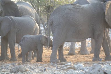 Afrika Ulusal Parkı 'ndaki filler
