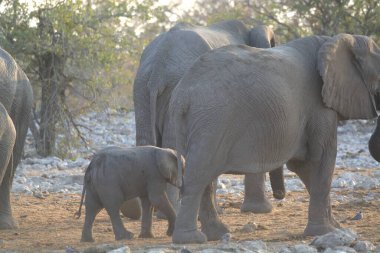 Vahşi Afrika filleri.
