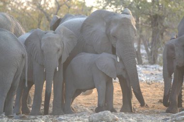 Namibya Afrika 'daki filler