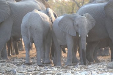 Afrika fili (xodonana africana )