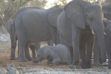 Büyük Afrika fili (Afrika fili) )